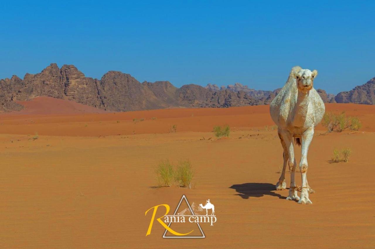 Wadi Rum,Rania Camp Exteriör bild